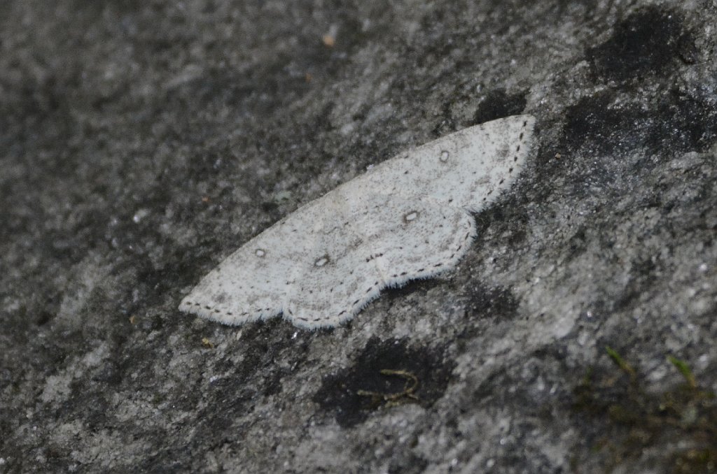 068 2016-07184075 Broad Meadow Brook, MA.JPG - Sweetfern Geometer Moth (Cyclophora pendulinria). Broad Meadow Brook Wildlife Sanctuary, MA, 7-18-2016